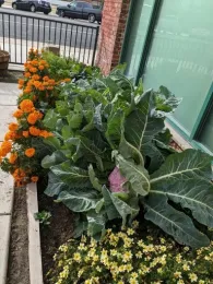 Keplar school garden 1