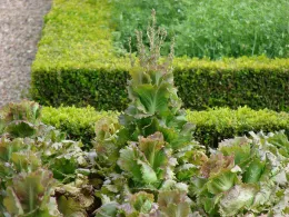 Lettuce plants elongating and bolting, Purdue University