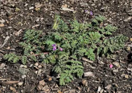 Filaree weed, photo credit: Allen Buchinski