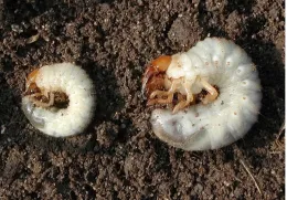 Photo credits, Left — masked chafer larva (David Cappaert), Right — green fruit beetle larva (Bugwood.org)
