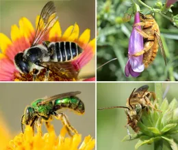 Native Bees, assorted sources