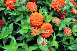 Zinnias flourish with pinching, North Carolina Cooperative Extension