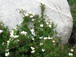 White cinquefoil