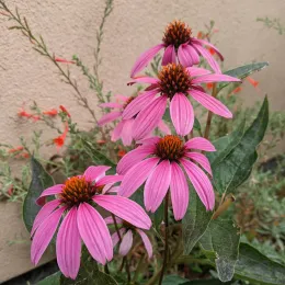 Photo by Cathrin Callas