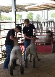 LA 2023 sheep showmanship (2)