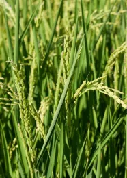 Rice (photo: Brad Hooker)