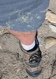 A single leg with pollen on the shorts. Photo: D. Blakey