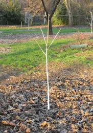 Fuyu persimmon purchased bare-root and planted. Jeanette Alosi
