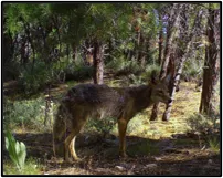 pestspredatorsweeds_icon