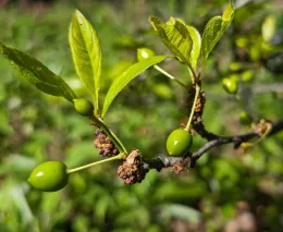Infested galls on a plum tree