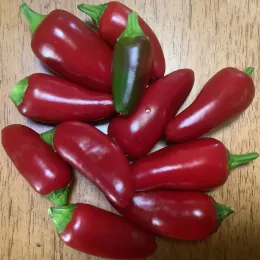 Pepper-Black-Hungarian-MG-Jacqueline-Raine