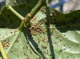 aphid mummies on the back of a green leaf