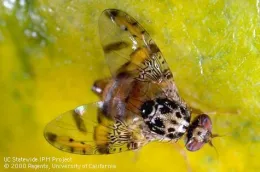Mediterranean fruit fly adult, UC IPM, Jack Kelly Clark