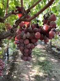 Shriveling red grape bunches hanging on the vine