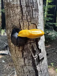 Banana slug feeding on fungal growth