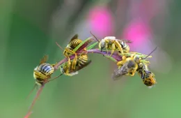 Male longhorned bees, Kathy Keatley Garvey.
