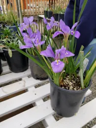 Dutch iris in pots