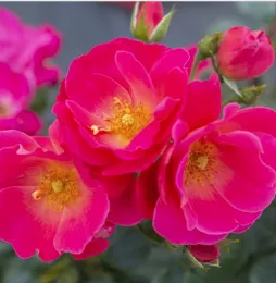  Brick house pink