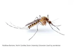 Culex tarsalis, Matthew Bertone, North Carolina University State Extension.