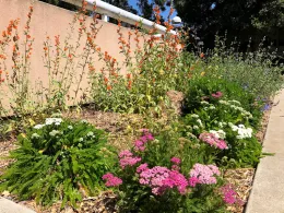 Wildflowers against a tan wall