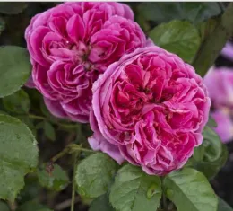 Power Puff rose