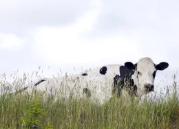 Dairy cow in field