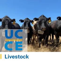 Central Sierra Livestock Thumbnail