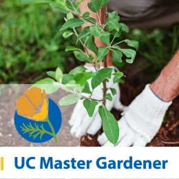 white gloved hands press dirt around a tomato plant and MG logo