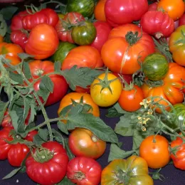 A pile of tomatoes in a variety of colors and sizes