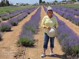 Master gardener in lavender field