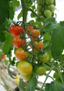 tomatoes