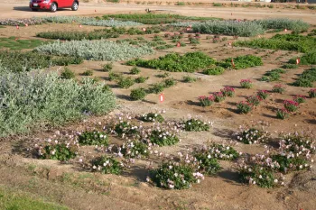 Groundcover test plots at U.C. Riverside