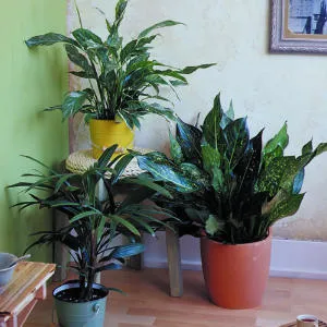 Low light takers (clockwise from top): Spathiphyllum 'Domino', Aglaonema 'Emerald Star', Rhapis excelsa Thomas J. Story Sunset.com