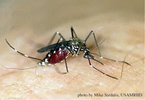 (Photo by Mike Sardalis, United States Army Medical Research Institute for Infectious Diseases.)