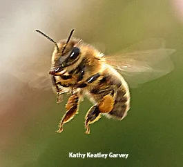 Honey bee in flight. (Photo by Kathy Keatley Garvey)