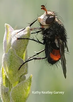 Tachinid fly. (Photo by Kathy Keatley Garvey)