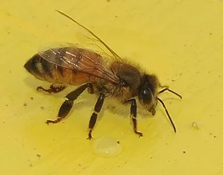 Honey bee at the Bee Sanctuary. (Photo by Kathy Keatley Garvey)