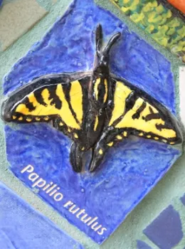 Close-up of Western tiger swallowtail. (Photo by Kathy Keatley Garvey)