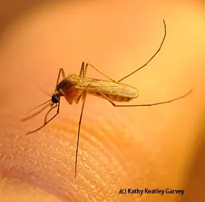 Culex quinquefasciatus (Photo by Kathy Keatley Garvey)