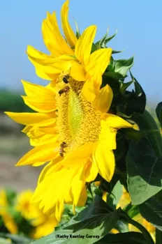 Bees and sunflowers.