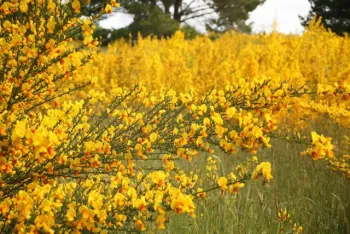 Scotch Broom (Cytisus scoparius)