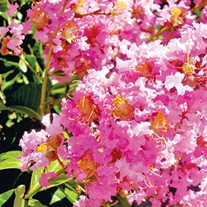 crape myrtle