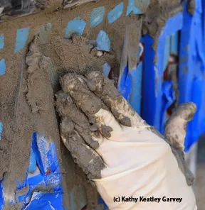 Installing the panels. (Photo by Kathy Keatley Garvey)
