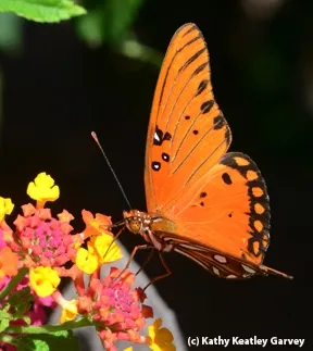 Gulf Fritillary nectaring on lantana. (Photo by Kathy Keatley Garvey)