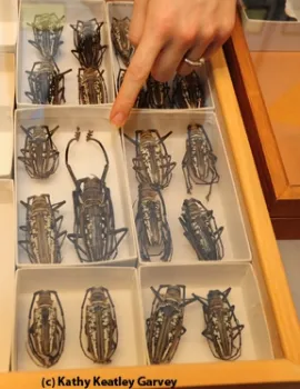 Rhinoceros beetles. (Photo by Kathy Keatley Garvey)