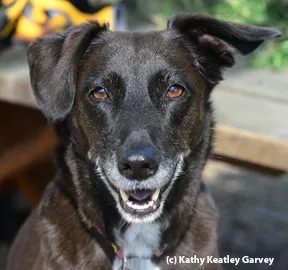 Olive. (Photo by Kathy Keatley Garvey)