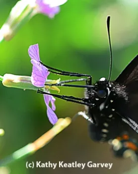 Pipevine Swallowtail nectaring radish. (Photo by Kathy Keatley Garvey)