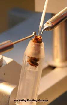 Instrumental insemination. (Photo by Kathy Keatley Garvey)