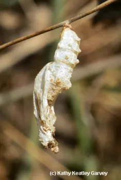 An empty chrysalis. Nobody home. (Photo by Kathy Keatley Garvey