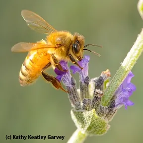 Italian honey bee on lavender. (Photo by Kathy Keatley Garvey)